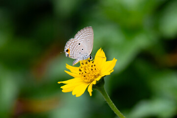 A blue butterfly rests gently on a yellow flower in a vibrant garden