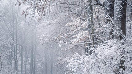 Winter scenery with snow covered trees and frosty branches