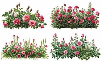 Naklejka premium Set of beautiful pink roses with lush green leaves, cut out 