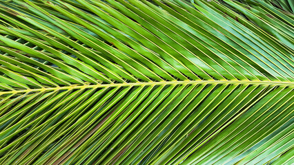 A close-up of the texture on a green coconut leaves. The intricate details and natural patterns of the surface are clearly visible,