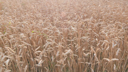Farming ecological nature wheat germ concept. Beautiful nature sunset landscape. Wide shot.