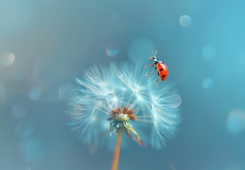 Ladybug flying above dandelion with bokeh background in nature setting, symbolizing beauty and freedom