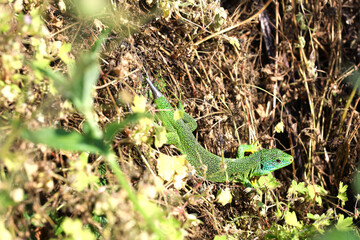 Colorful western green lizard at the Kaiserstuhl in Germany	