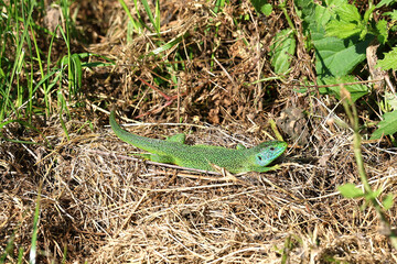 Colorful western green lizard at the Kaiserstuhl in Germany	