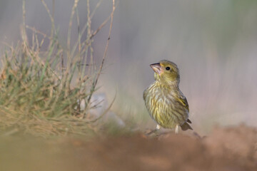 Close-up shot of European Greenfinch