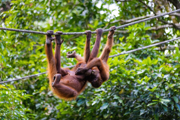 Orangutan swinging on the rope in rainforest Borneo Sepilok sanctuary Malaysia