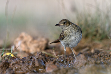 Close-up shot of Juvenile Common Nightingale