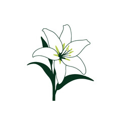 Lily Flower silhouette vector liiustration.