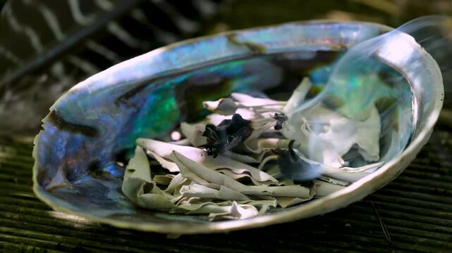 Smudging white sage leaves (Salvia apiana) in a rainbow abalone shell outdoors in summer