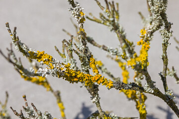 the common yellow lichen on a thin branch in the sunlight