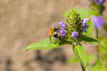 a bee searching for nectar on the blue blossom of the brownwort