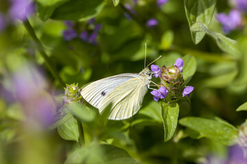 a large cabbage white butterfly on a blue curls in the sunlight