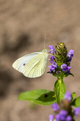 a large cabbage white butterfly on a blue curls in the sunlight