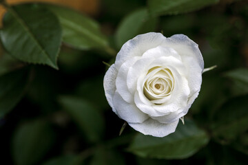 a white rose in front of a dark blurred background looks like a mourning card