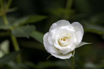 a white rose whose bud is not yet fully open in front of a blurred background