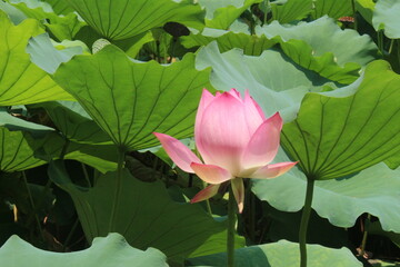 pink lotus flower