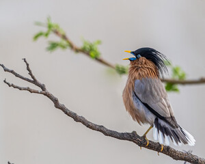 A Brahminy Starling calling early morning