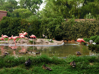 A zoo exhibit featuring a group of pink flamingos and various duck species in a natural pond...