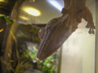 A close-up of a gecko in its terrarium habitat. The image highlights the reptile's textured skin, alert eye, and head shape, while the background features soft lighting and lush foliage.