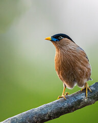 A Brahminy Starling looking into camera