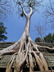 Ancient Cambodian temple ruins embraced by massive tree roots, symbolizing nature's power over human structures and the fusion of natural and cultural heritage.