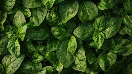 Spinach a green leafy plant from Central and Western Asia belongs to the Caryophyllales order the Amaranthaceae family and the Chenopodioideae subfamily