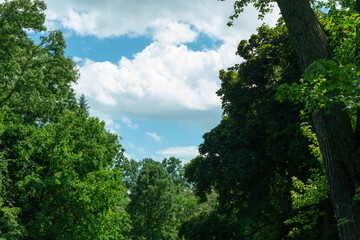 Obraz premium trees and sky