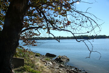 Serene lakeside scene capturing the essence of autumn, with colorful foliage, a majestic tree, and rocky shore, set against a backdrop of calm waters and distant forest.