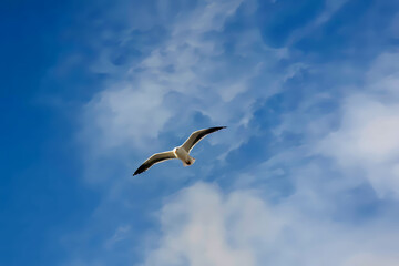 A solitary seagull glides gracefully against a backdrop of deep blue sky dotted with wispy white clouds. The bird's wings are fully extended, capturing the essence of freedom and beauty in flight.