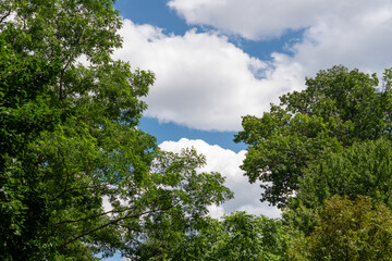 cloudy sky and trees