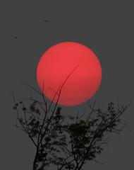 Striking sunset scene: vibrant red sun in gray sky, silhouetted tree and birds create moody contrast. Represents serenity, mystery, nature's beauty, and transition.