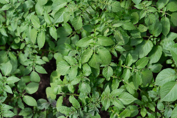 green leaves background (potato?)
