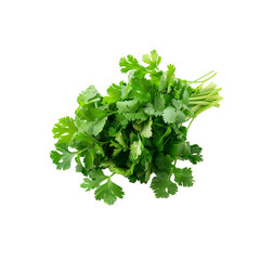 Fresh Green Cilantro on White Background transparent