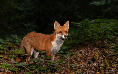 Portrait of a young red fox standing in a forest at night