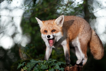Portrait of a red fox standing on a tree in a forest