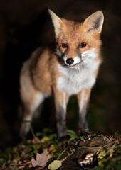 Portrait of a red fox standing in a forest at night