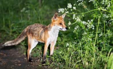 Portrait of a cute red fox cub standing in a forest