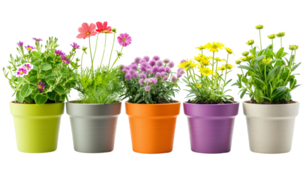 flowers in pots isolated