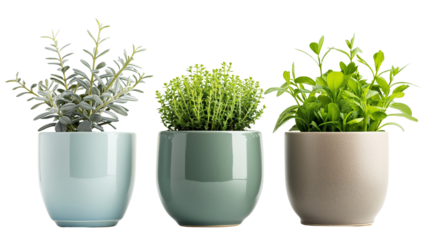 Small potted plants isolated