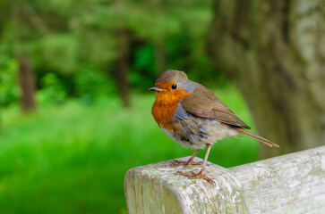 Close-up of a European Robin (Erithacus rubecula) sitting on a park bench in a country park in County Down