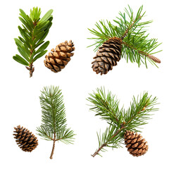 Set of pine cones isolated on white background