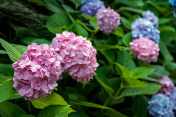 Some blooming pink and purple hydrangeas.