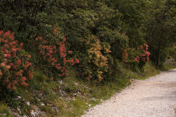 Path of Napoleonica path with Flowering wig shrub (Cotinus coggygria), Italy