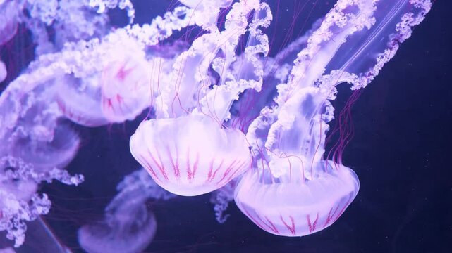 Medusas swims underwater. Pair of beautiful jellyfishes swim together in aquarium, beautiful video