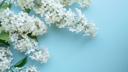 Blooming white lilac flowers on blue background top view