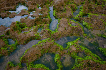 Sea rock moss background, Green moss on sea coral