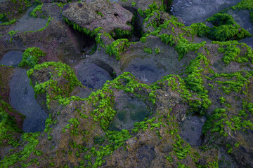 Sea rock moss background, Green moss on sea coral