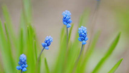 Grape hyacinth or muscari neglectum dark blue color. Blooming in spring april and may. Selective focus.