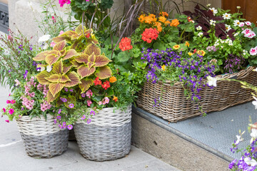A row of potted plants with purple and white flowers sit on a sidewalk