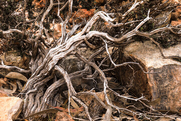 Driy Thymelaea Hirsuta plant in the mountain in Spain